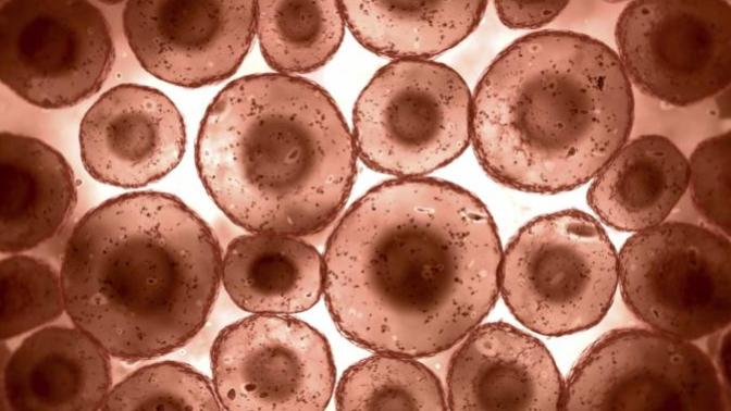 Are skin cells formed around empty space?