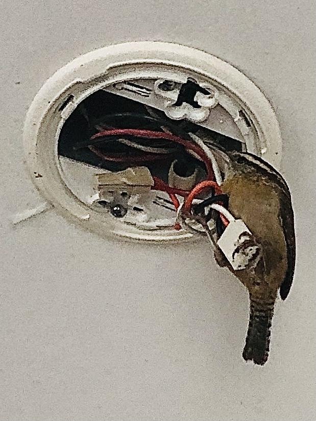 Cleaning the fire alarm and this little guy came in perched on my head then onto the alarm. Refuses to leave. I made a nest. Am I bad person 😐🧐🙉?