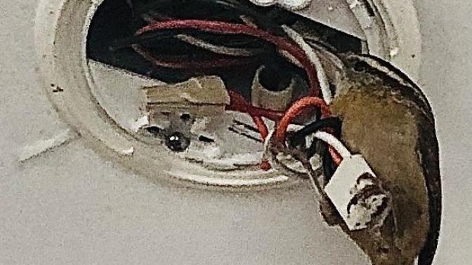 Cleaning the fire alarm and this little guy came in perched on my head then onto the alarm. Refuses to leave. I made a nest. Am I bad person 😐🧐🙉?