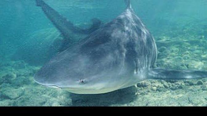 Do People Know That Sharks Also Live in Freshwater?