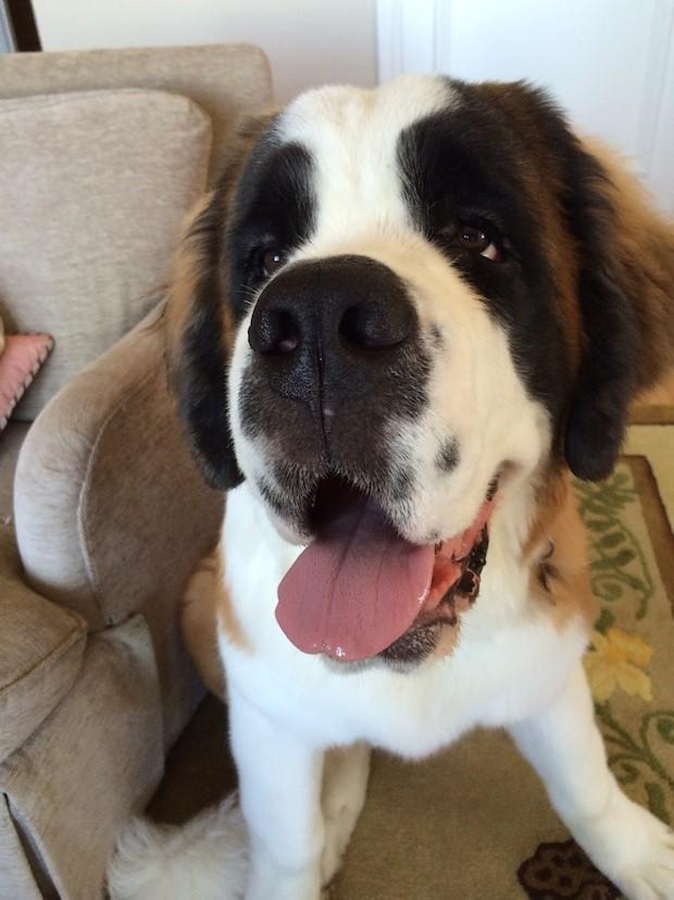 Would you admit to being mostly fluent in dog?