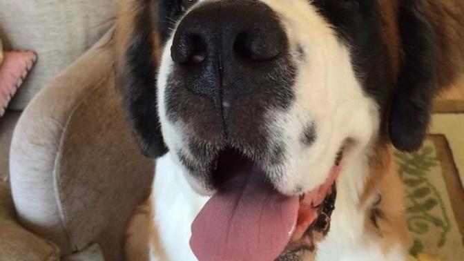 Would you admit to being mostly fluent in dog?
