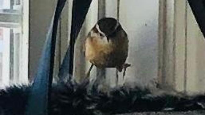 Do you all want to meet Althea 🌞 🐦 🌞?