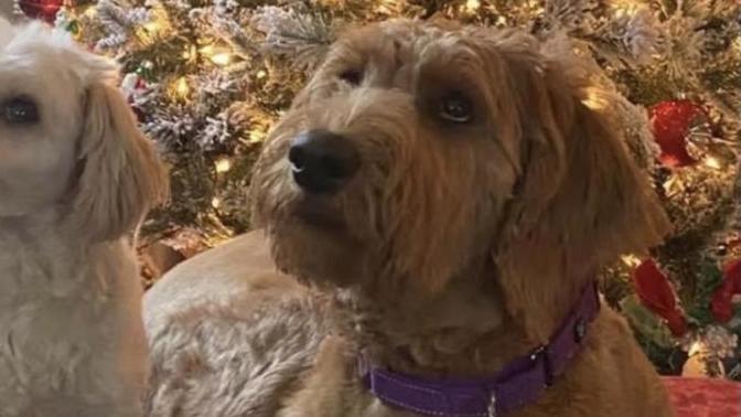 Which name suits this dog best?