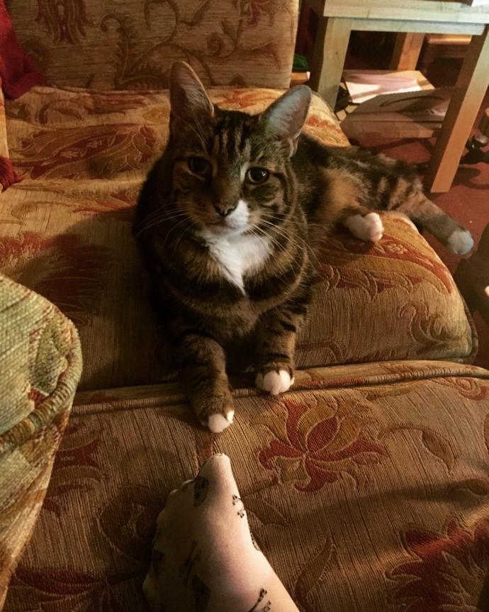 Is my cat’s trust unusual?