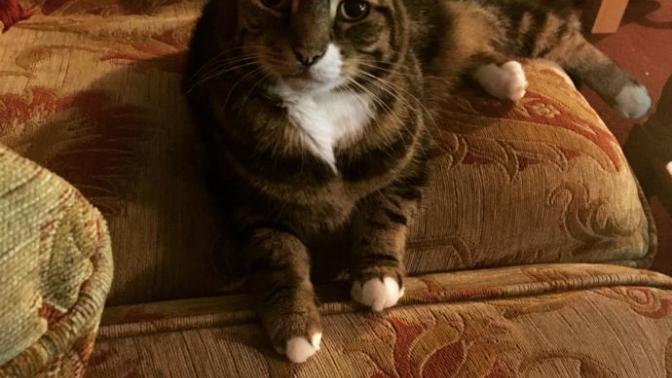 Is my cat’s trust unusual?