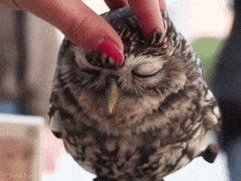 Do you enjoy getting head scratches or scalp massages?