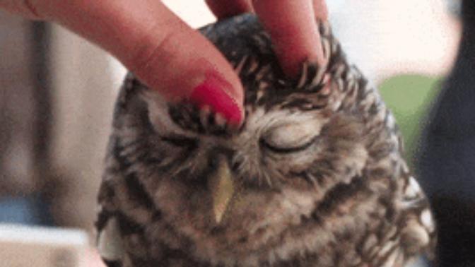 Do you enjoy getting head scratches or scalp massages?