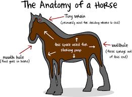 Do you think horse riding is hard?