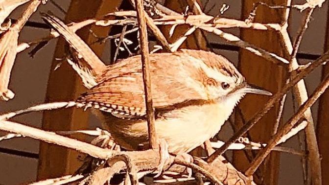 How deep should a bird bath be for a house wren? (Mr Mr’s 🦜 is several inches deep but he’s 30X the size Althea... I don’t want Al to drown🥺)?
