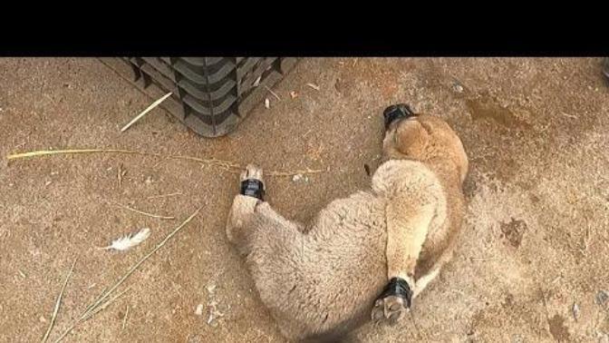 How do you tie a puppys arms behind his back without dislocating its shoulders (warning disturbing video?