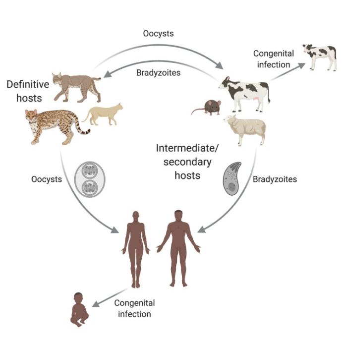 Have you heard about Toxoplamosis Gondii?