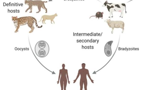Have you heard about Toxoplamosis Gondii?