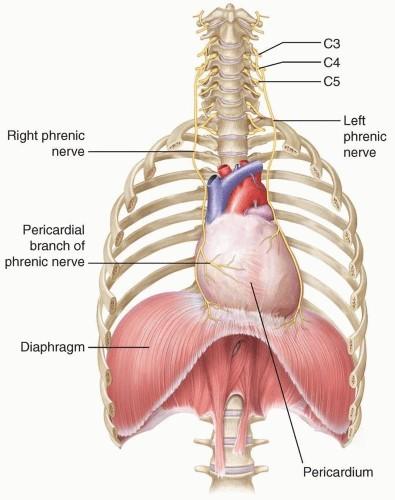 What do you guys do for a healing torn muscle in your lower back (behind where diaphragm would be) that has affected ability to SPEAK 🗣🗣🗣😲 ?