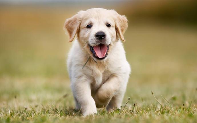 Golden Retriever puppy name suggestions please?