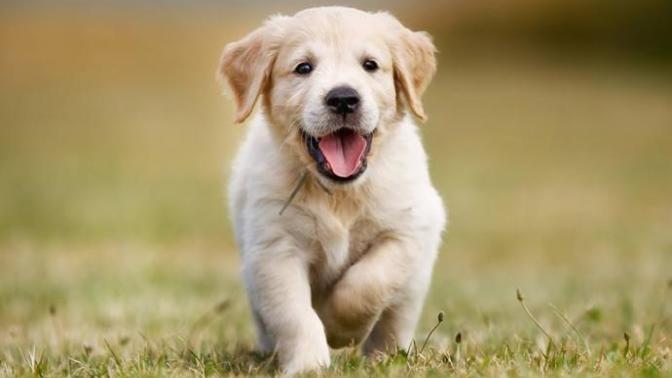 Golden Retriever puppy name suggestions please?