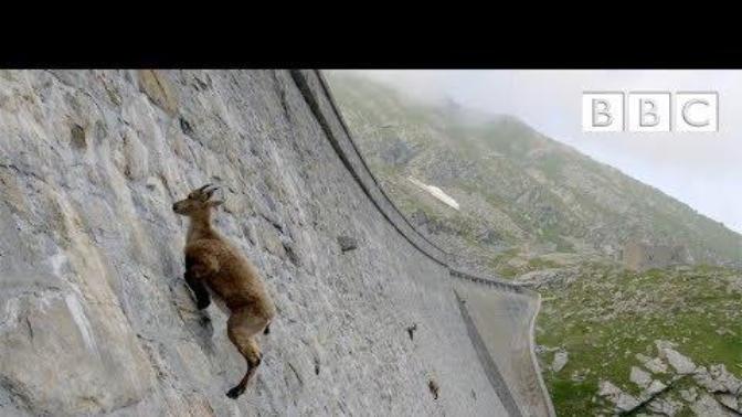 Humans do dumb things as seen here on G@G, but do animals do that too or just using their instincts?