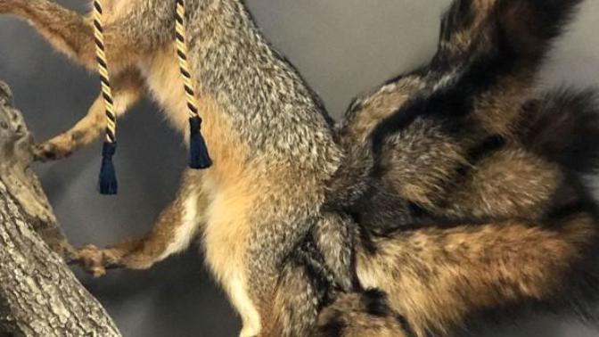 What do you think about taxidermy?