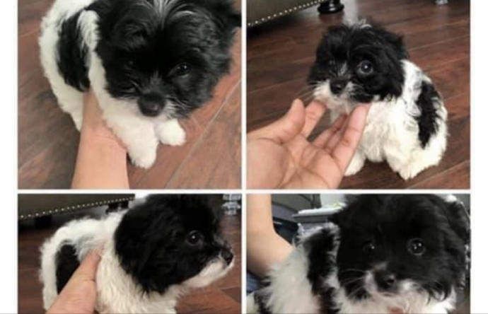 Should I get this dog?