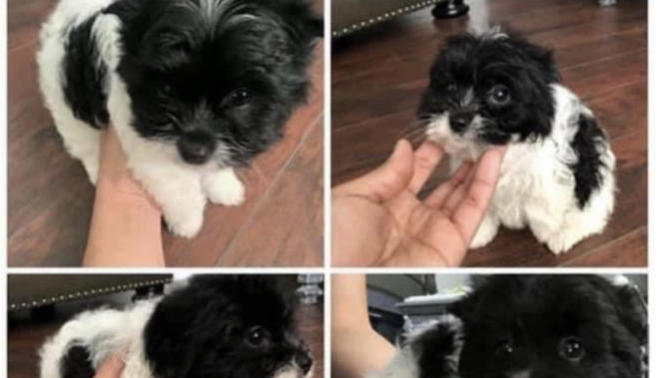 Should I get this dog?