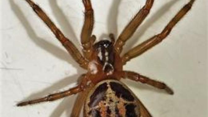 Do girls get scared when seeing pictures of spiders?
