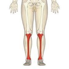 If you feel along your shin bone do you feel bumps from running into things your whole life?