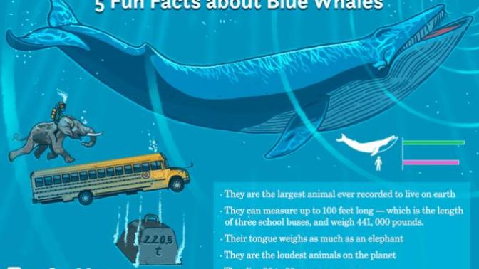 Would you dare go against a blue whale much less the Most High?