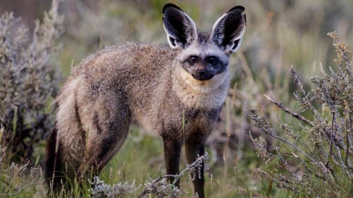 Which Of The African Wild Dog Species You Would Rather Face In The Wild?