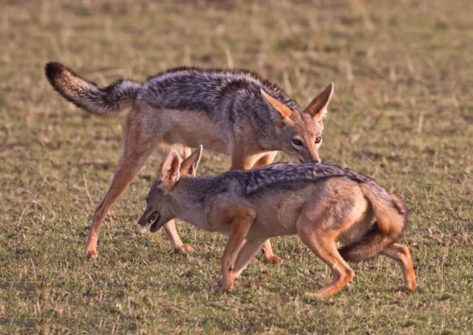 Which Of The African Wild Dog Species You Would Rather Face In The Wild?
