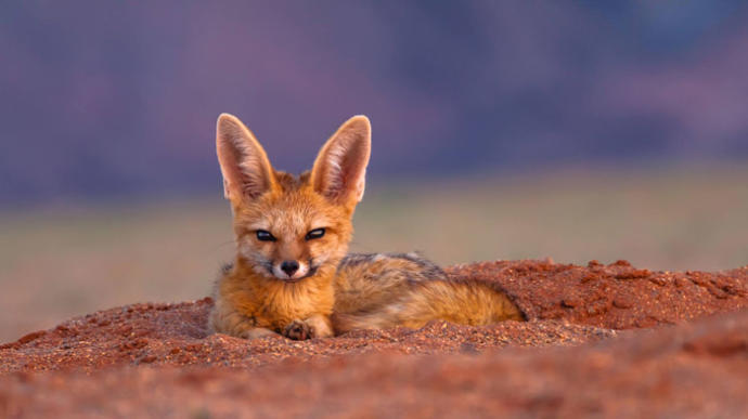 Which Of The African Wild Dog Species You Would Rather Face In The Wild?