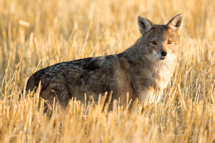 Which Of The African Wild Dog Species You Would Rather Face In The Wild?