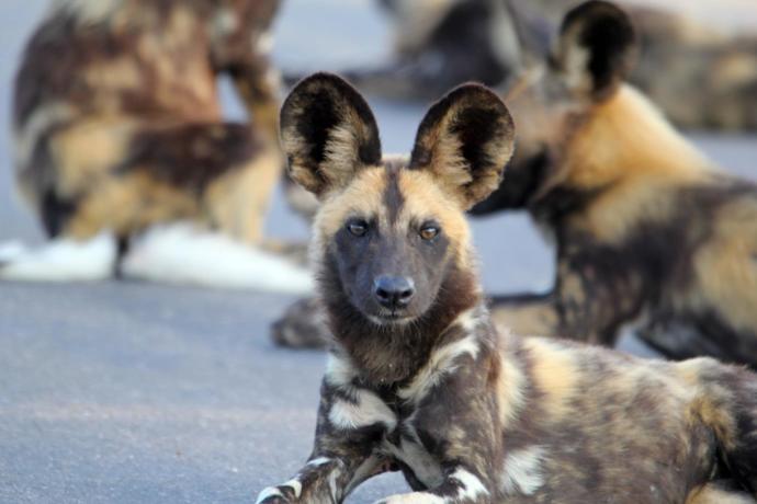 Which Of The African Wild Dog Species You Would Rather Face In The Wild?