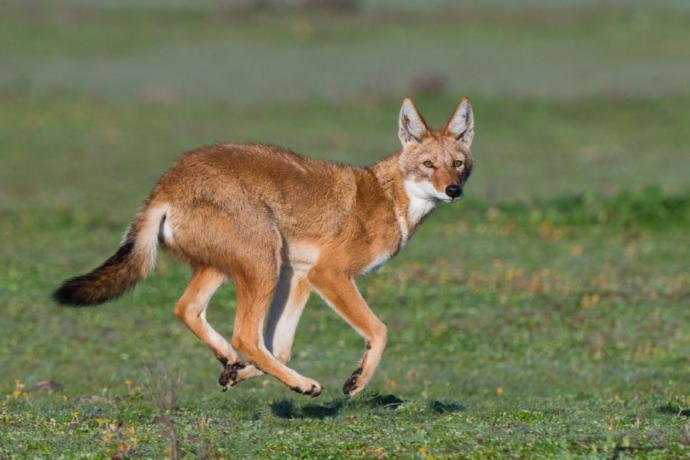 Which Of The African Wild Dog Species You Would Rather Face In The Wild?