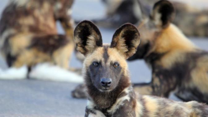 Which Of The African Wild Dog Species You Would Rather Face In The Wild?