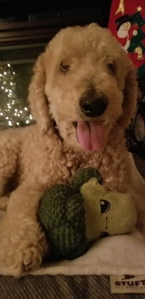 Do you like dogs?