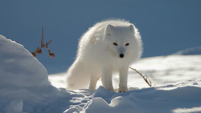 Which Of The Following North American Wild Dog Species You Would Rather Face In The Wild?