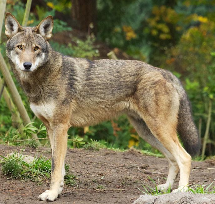 Which Of The Following North American Wild Dog Species You Would Rather Face In The Wild?