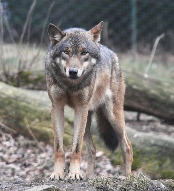 Which Of The Following North American Wild Dog Species You Would Rather Face In The Wild?