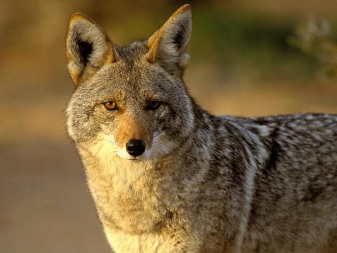 Which Of The Following North American Wild Dog Species You Would Rather Face In The Wild?