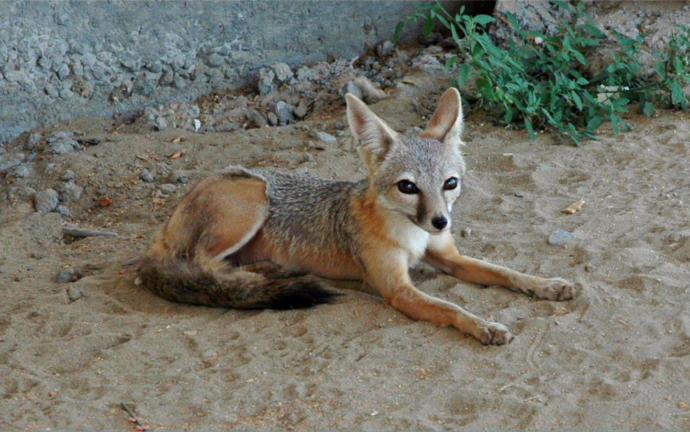 Which Of The Following North American Wild Dog Species You Would Rather Face In The Wild?