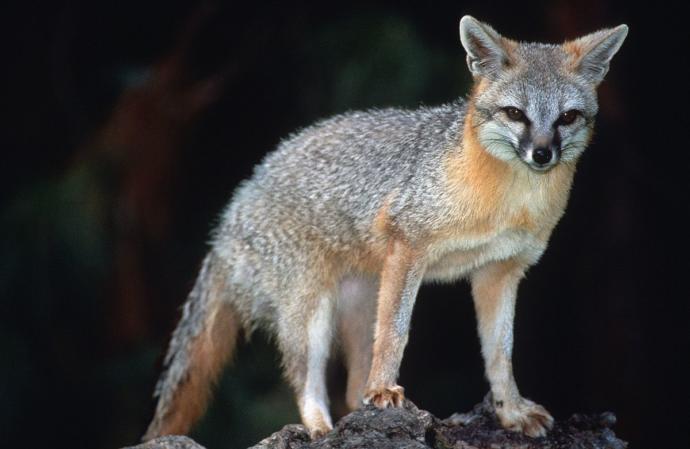 Which Of The Following North American Wild Dog Species You Would Rather Face In The Wild?