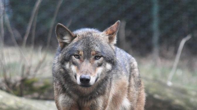 Which Of The Following North American Wild Dog Species You Would Rather Face In The Wild?