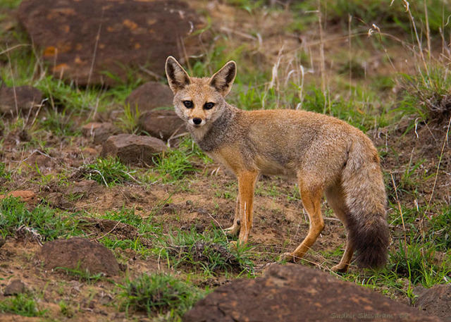 Which Of The Following Asian Wild Dog Species You Would Rather Face In The Wild?
