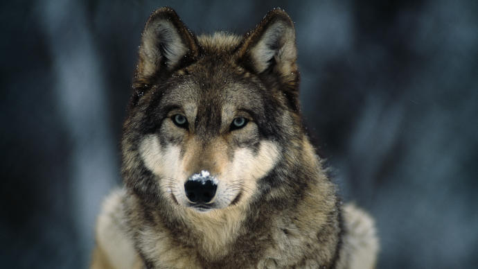 Which Of The Following Asian Wild Dog Species You Would Rather Face In The Wild?