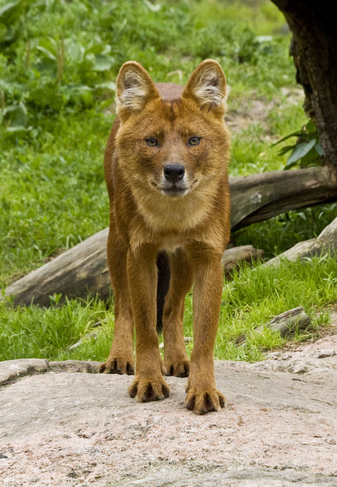Which Of The Following Asian Wild Dog Species You Would Rather Face In The Wild?