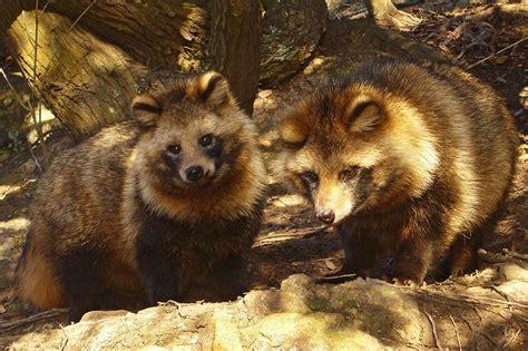 Which Of The Following Asian Wild Dog Species You Would Rather Face In The Wild?
