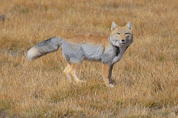 Which Of The Following Asian Wild Dog Species You Would Rather Face In The Wild?
