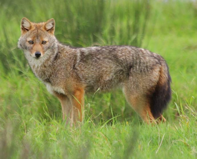 Which Of The Following Asian Wild Dog Species You Would Rather Face In The Wild?