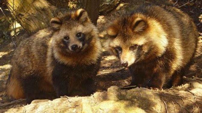 Which Of The Following Asian Wild Dog Species You Would Rather Face In The Wild?