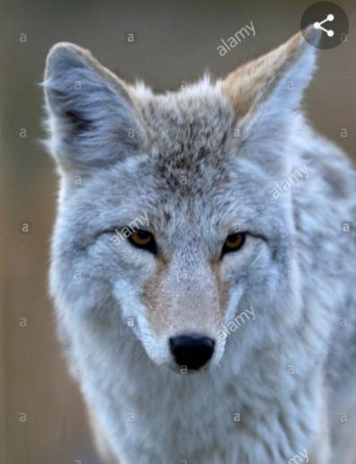 What should be done to the coyote in ca attacking people?